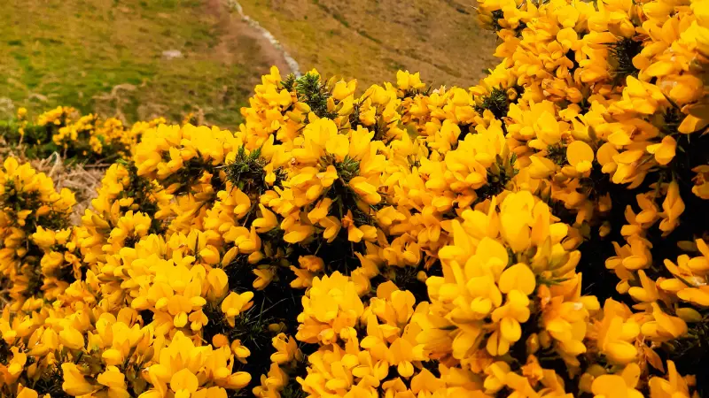 Yellow Gorse flowers covering a green hillside