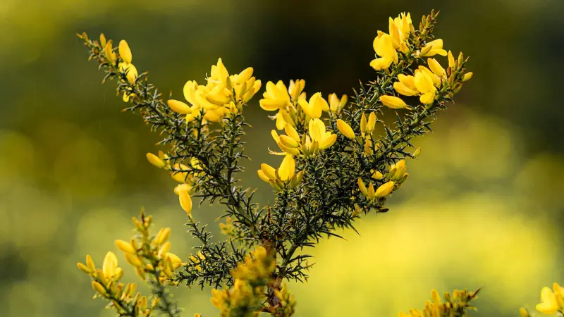 Yellow Gorse flowers on spiky green branch against blurred background