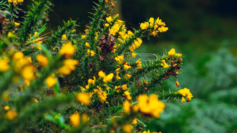 Yellow Gorse flowers among sharp thorny green branches