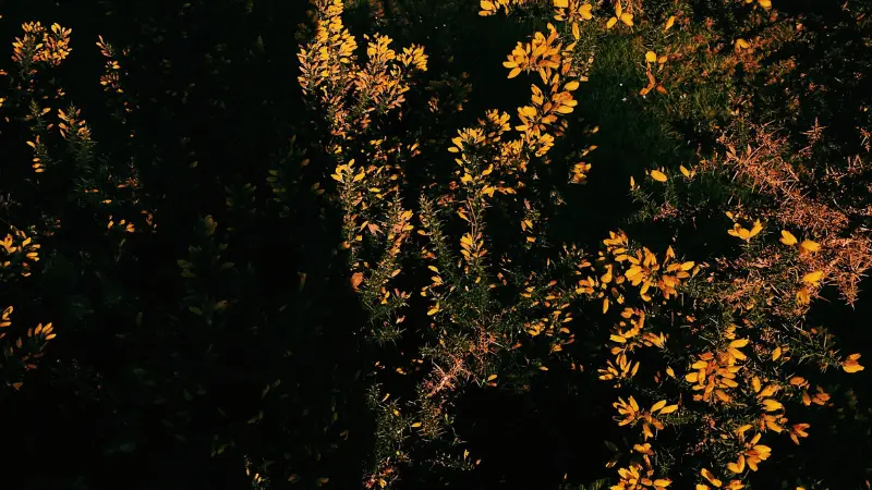 Yellow Gorse flowers glowing against dark shadowed background