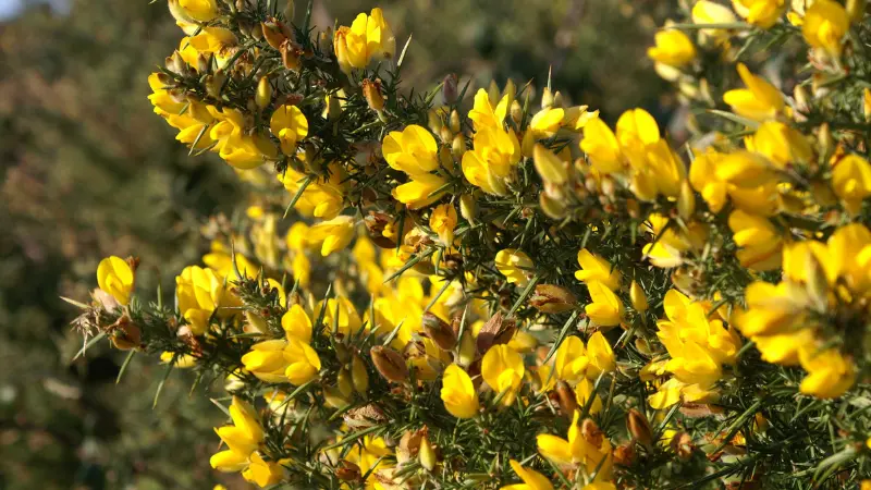 Dense cluster of bright yellow Gorse flowers on spiky bush