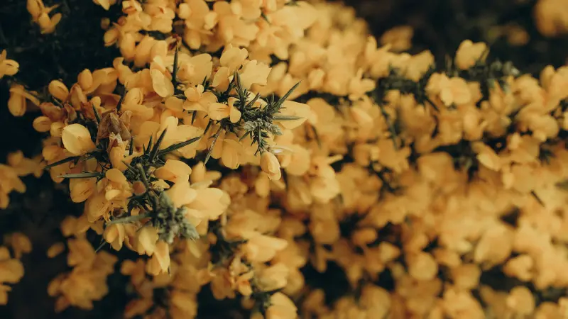 Close-up of golden yellow Gorse flowers with amber lighting