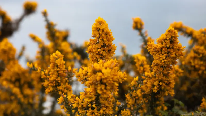 Tall yellow Gorse flowers spikes against overcast sky