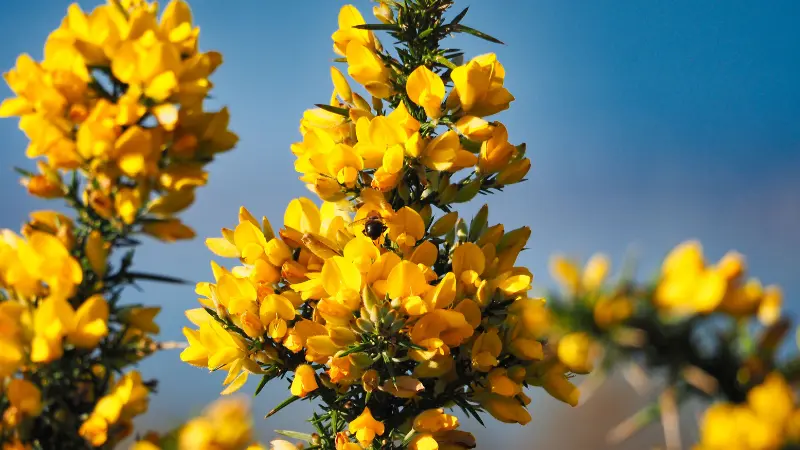 Bright yellow Gorse flowers on spiny branch against blue sky