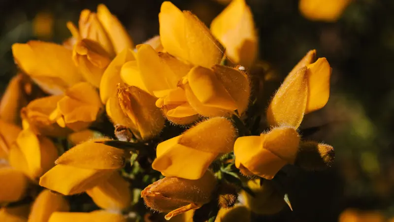 Macro shot of yellow Gorse flowers with dew and buds