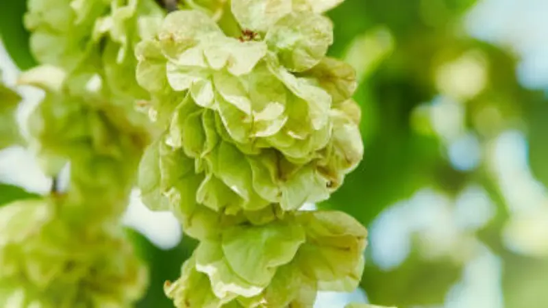 Papery green Ulmus (Elm Blossom) flowers and samaras clustered on branch