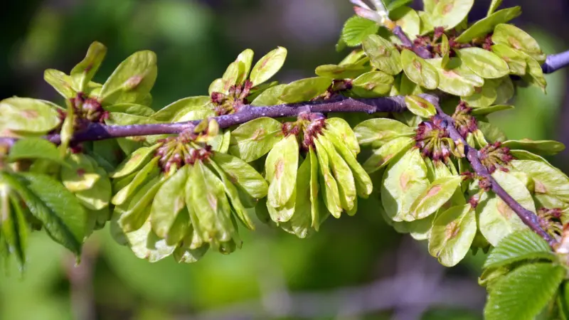 Bright green papery Ulmus (Elm Blossom) seed clusters on purple-tinged branch