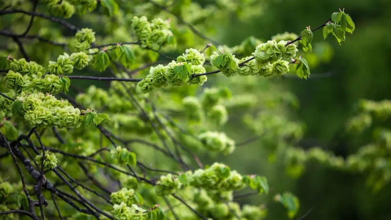 Dense green Ulmus (Elm Blossom) seed clusters along branch with leaves
