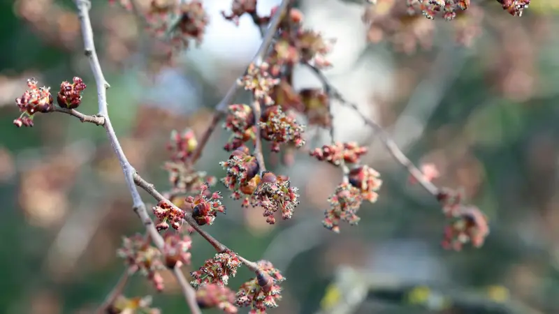 Small reddish-brown Ulmus (Elm Blossom) flower buds scattered on thin branch