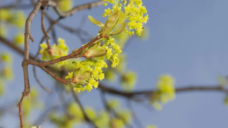 Small yellow-green Ulmus (Elm Blossom) flowers blooming on tree branch tips
