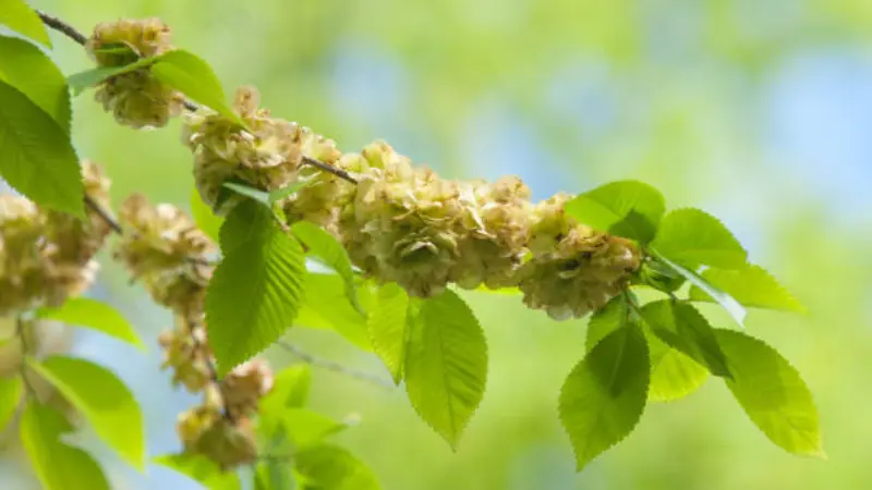 Papery Ulmus (Elm Blossom) seed clusters alongside green serrated leaves