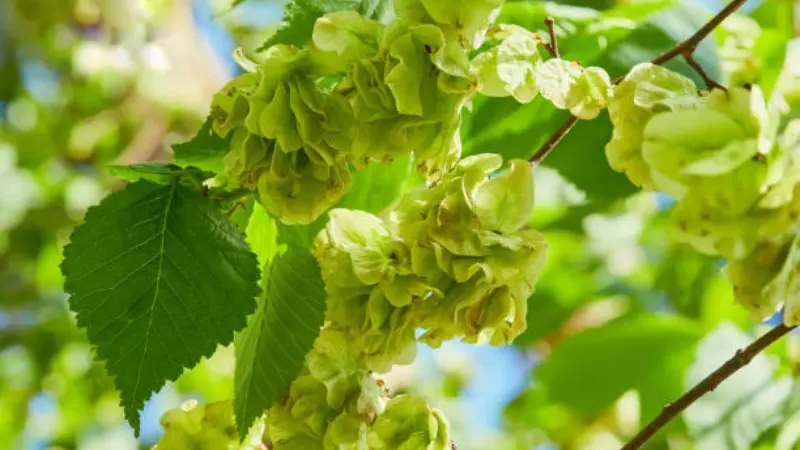 Green papery Ulmus (Elm Blossom) seed clusters next to a large serrated leaf