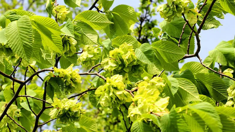 Green elm leaves and papery Ulmus (Elm Blossom) flower seed clusters on branch against sky