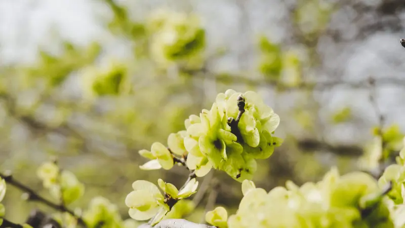 Pale green Ulmus (Elm Blossom) flower buds opening on branch