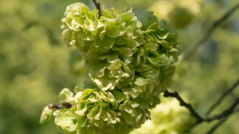 Close-up of pale green papery Ulmus (Elm Blossom) flower seed clusters