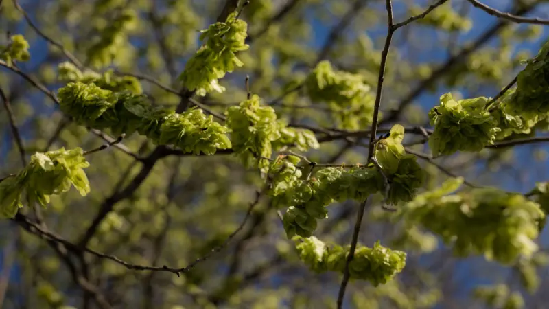 Elm branches with green Ulmus (Elm Blossom) flowers and seed clusters against blue sky