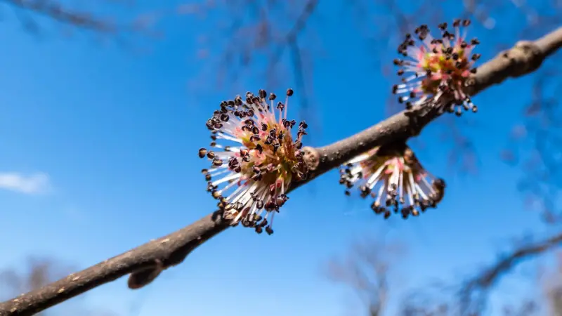 Small reddish Ulmus (Elm Blossom) flowers with stamens on bare branch