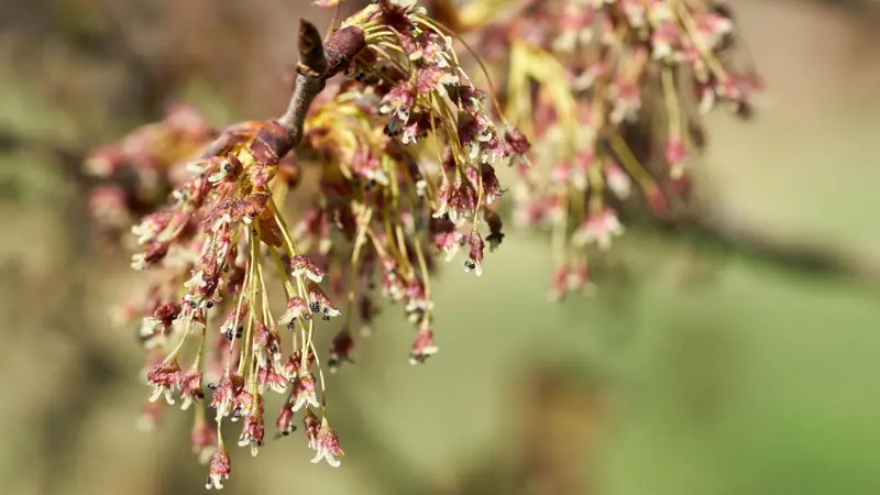 Drooping reddish-pink Ulmus (Elm Blossom) flower clusters on branch