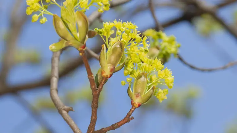 Small yellow Ulmus (Elm Blossom) flowers clusters on budding tree branch