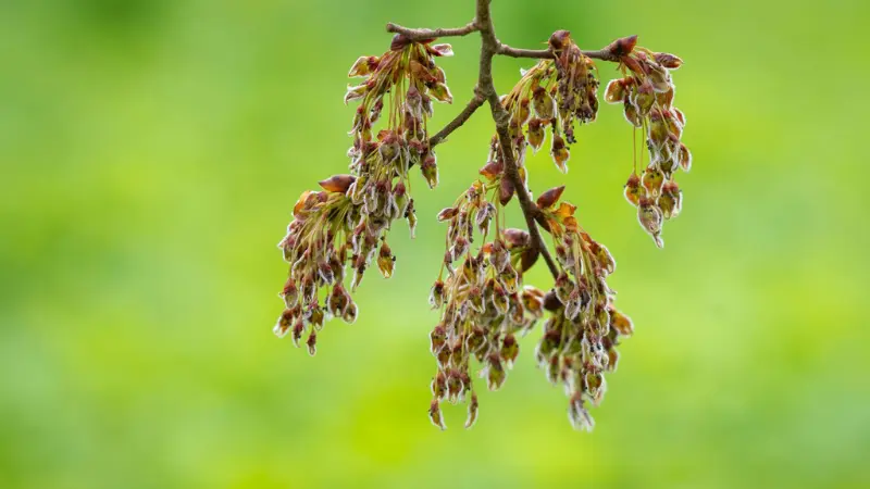 Wilting reddish-brown Ulmus (Elm Blossom) flower clusters on tree branch