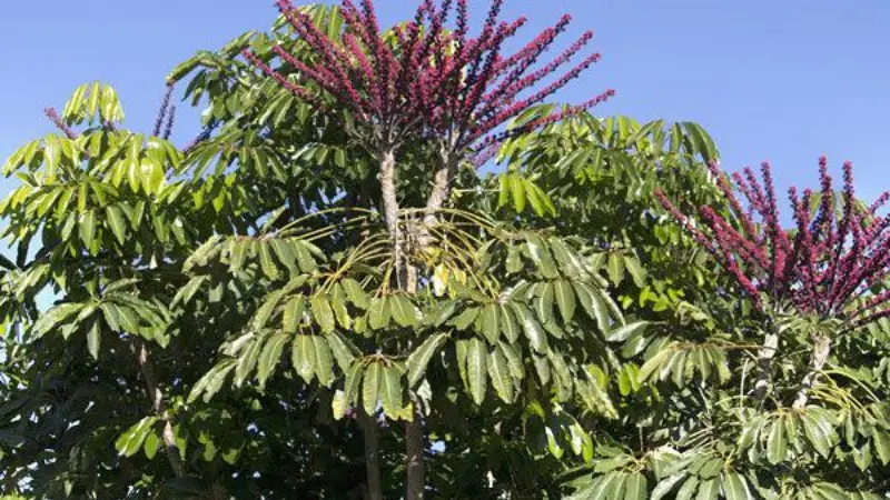 Umbrella plant flower tree with radiating red flower clusters against blue sky