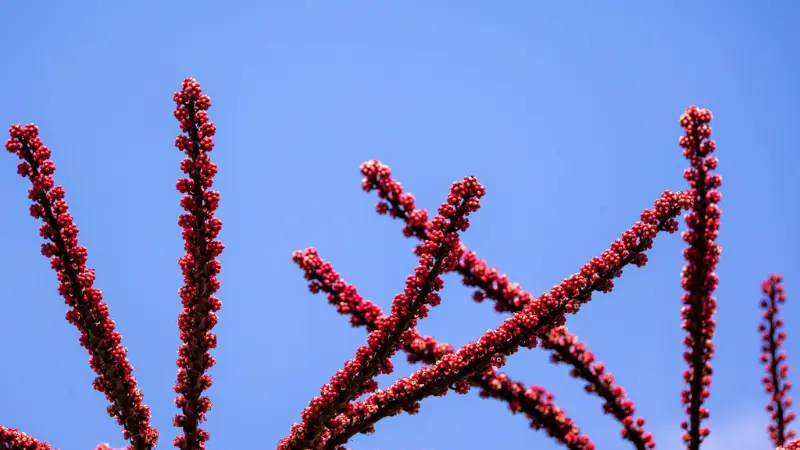 Red umbrella plant flower spikes silhouetted against blue sky