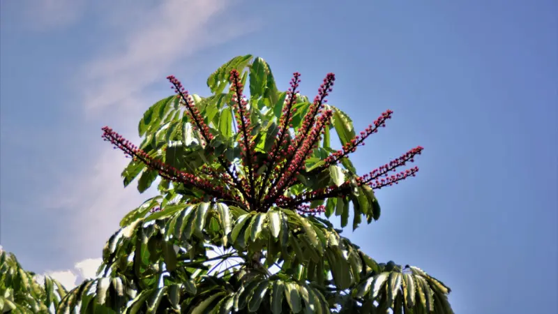Umbrella plant flower treetop with red flower spikes against blue sky