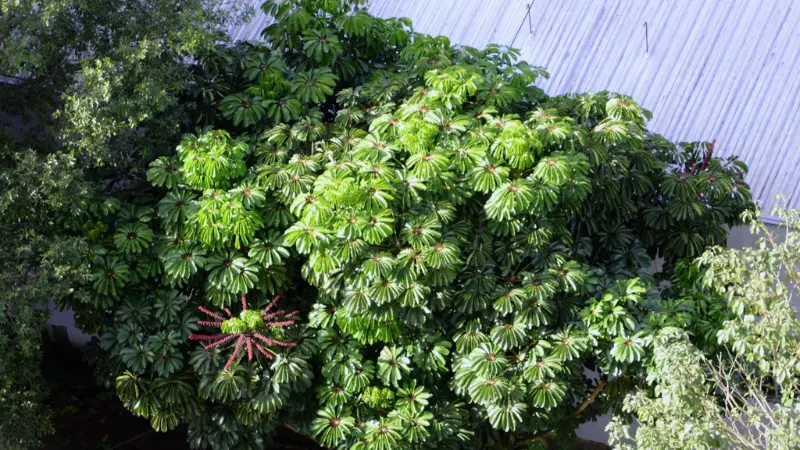 Dense green umbrella plant canopy with red flower clusters visible