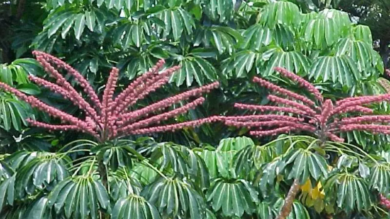 Reddish umbrella plant flower spikes radiating from green leaf canopy
