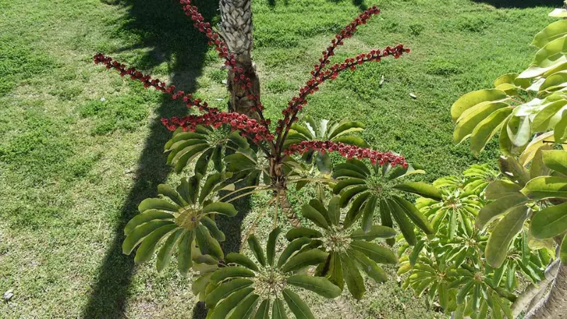 Umbrella plant flower with red spikes growing on grassy lawn
