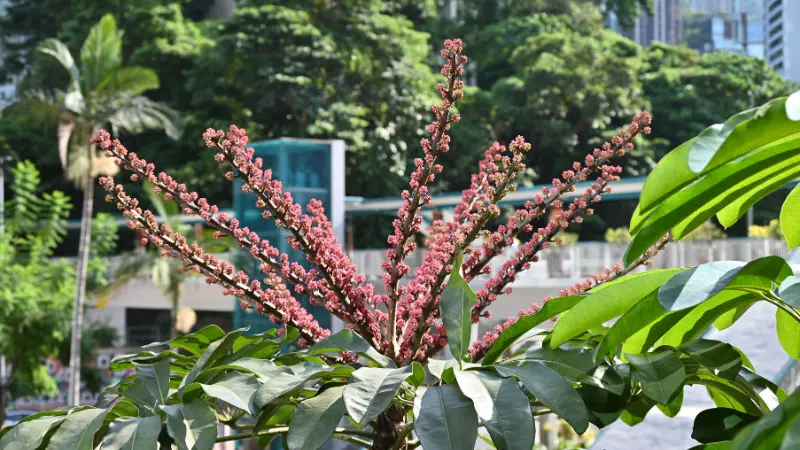 Pink-red umbrella plant flower spikes against urban skyline