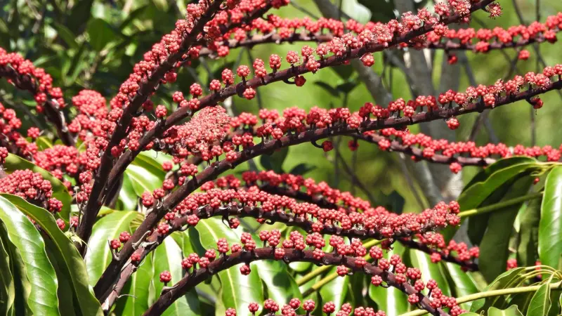 Dense red umbrella plant flower spikes with buds
