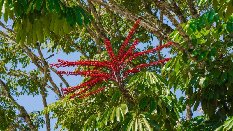 Bright red umbrella plant flowers against blue sky through canopy