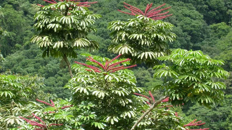 Multiple umbrella plant flowers blooming on trees in green landscape