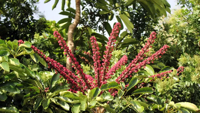 Dense red umbrella plant flower spikes rising above green leaves
