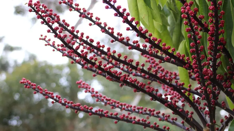 Dark branching umbrella plant flower spikes with small red berries