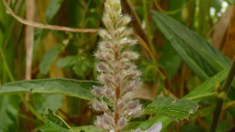 Uraria flower spike covered in soft, hairy pink and cream flower buds surrounded by green foliage