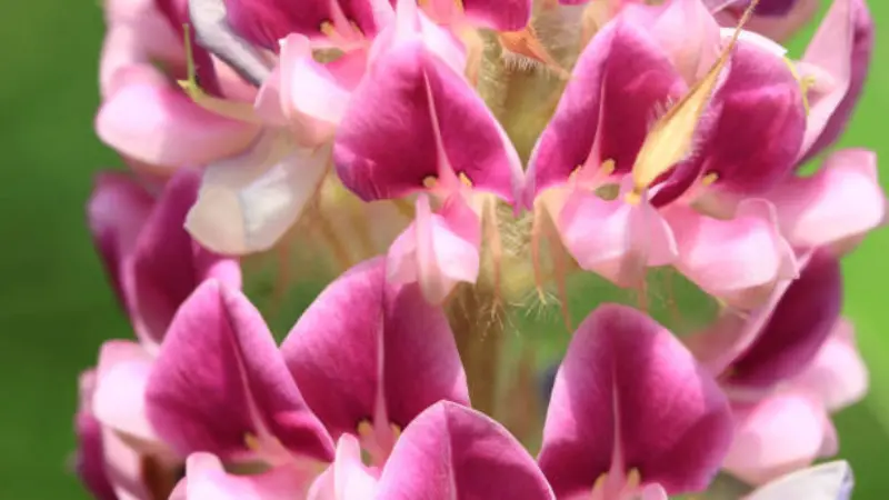 Extreme close-up of magenta and pink Uraria flowers showing detailed petal texture