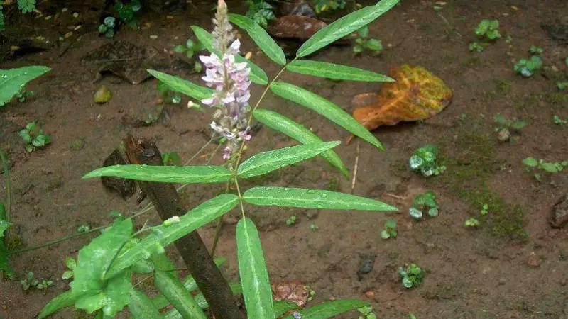 Young Uraria flower plant with narrow compound leaves and a small purple flower spike on bare soil