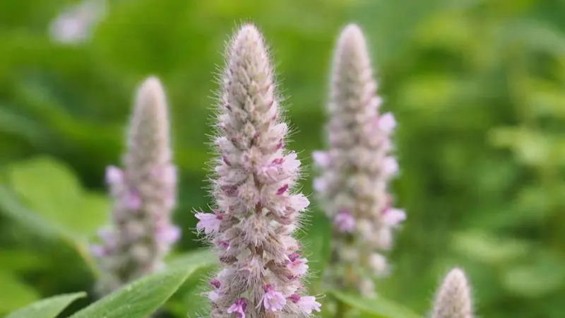 Several fuzzy Uraria flower spikes with pale pink flowers in a garden setting
