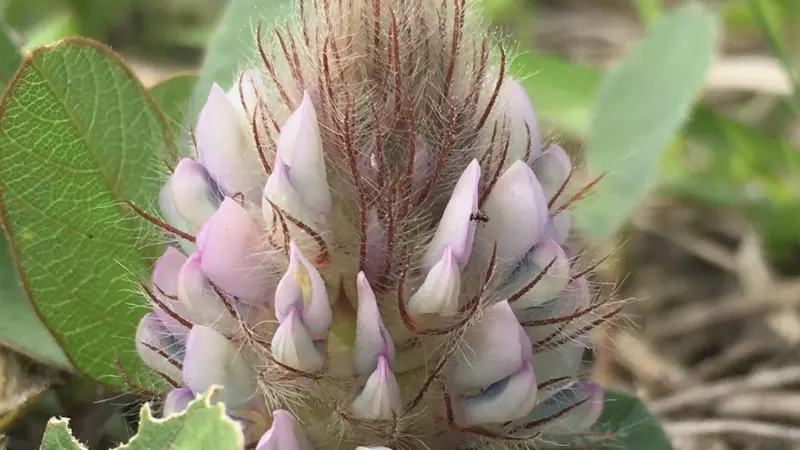 Close-up top view of Uraria flower buds arranged in overlapping layers with fine hairs