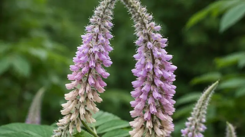 Two purple and cream Uraria flower spikes curving together to form a V shape