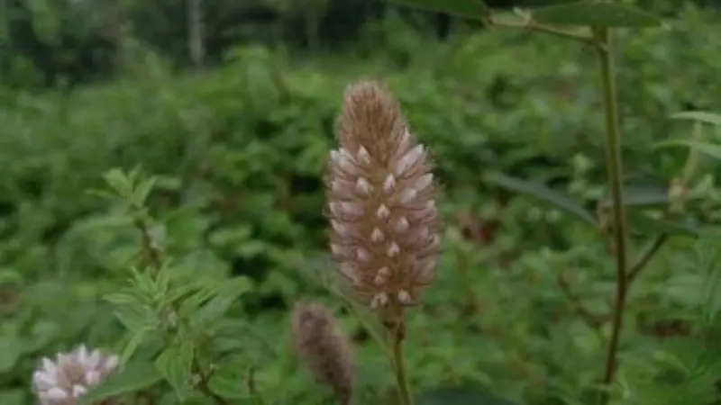 Uraria flower spike with cream and pale pink flowers in a dense green woodland