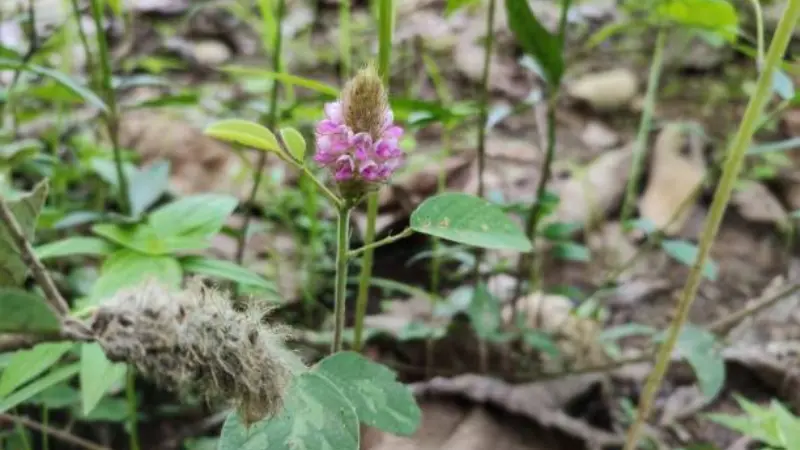Small Uraria flower plant with one purple flower spike growing among forest leaf litter