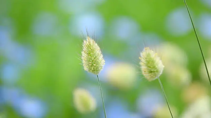 Two fuzzy, caterpillar-shaped Uraria flower buds with a blurred green and blue background