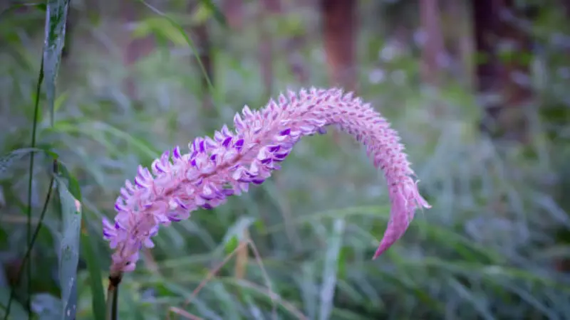 Arching Uraria flower spike with deep pink and purple flowers in a woodland setting