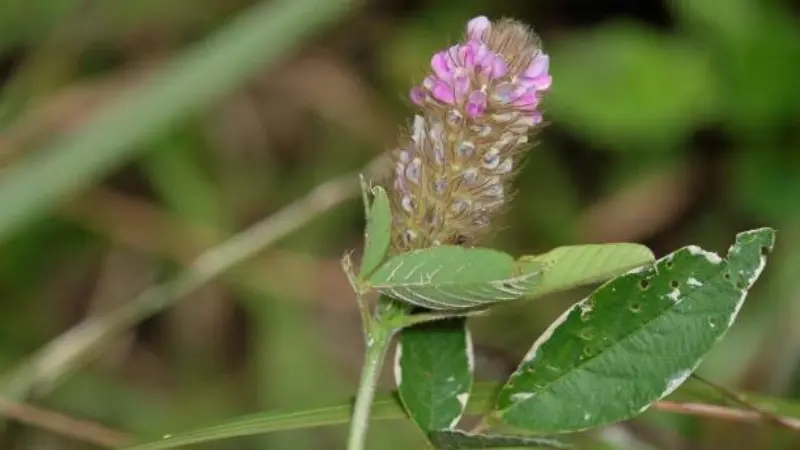 Uraria flower spike with pink flowers opening from a hairy, tan-colored bud cluster