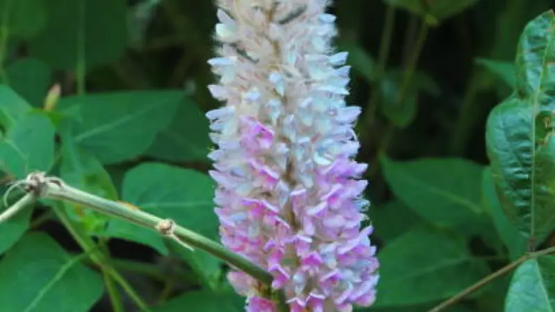 Tall Uraria flower spike with pale pink and white flowers surrounded by green leaves