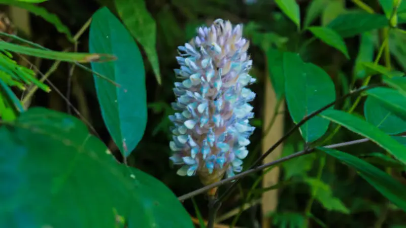 Uraria flower spike with pale purple flowers surrounded by dark green leaves