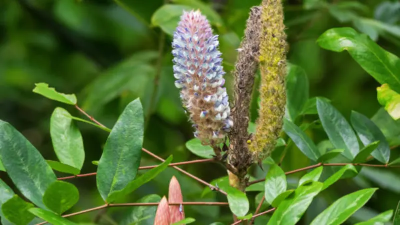 Two Uraria flower spikes side by side, one blooming pink and one turning into a dried seed head